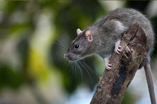 rodent savings 2